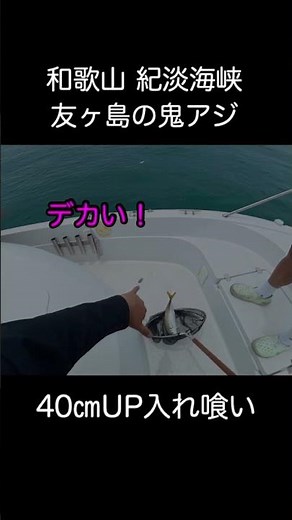 Monster Horse Mackerel of Tomogashima🐟 #Wakayama #KitanStrait #GigaHorseMackerel #BoatFishing