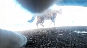 Fascinating POV Footage of a Cat Chasing Other Cats