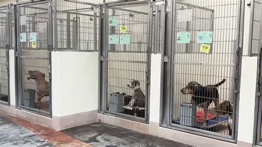 Riverside County animal shelters at 220% capacity, put out urgent call to action for adopters