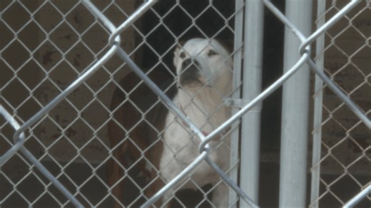 Dogs dumped at Tulsa SPCA highlight ongoing problem in Oklahoma