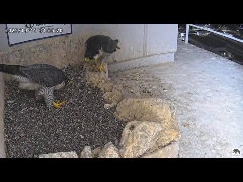 Osaka sokoły 11 10 2025 1 ~ spotkanie Kirara IV z Sarą,