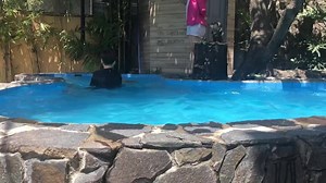 BOND WITH YOUR DOGS WHILE SWIMMING ! 🐶😍 Enjoy an exclusive use of our Pet Resort, just choose a date and a time slot (10AM to 1PM or 2PM to 5PM) For inquiries please call 8-6813870, 09177929291 | Doggieland Pet Hotel and Resort