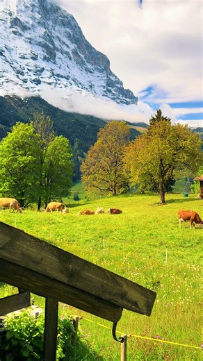 Alps Nature Vibes: Peaceful Mountain Moments