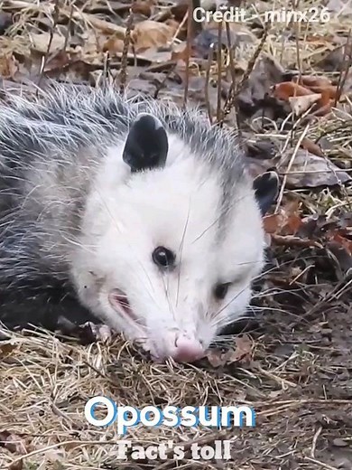 The OPOSSUM plays dead 🤯