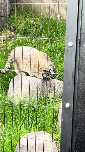 😸マヌルネコの、グルシャー登場🥳