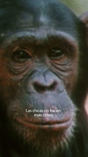 La etóloga y naturalista Jane Goodall nos cuenta su historia ❤️🦍 | NATIONAL GEOGRAPHIC ESPAÑA