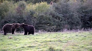 Did you know we have a 24/7 livestream from the our partner Libearty Bear Sanctuary in Romania? You can see the rescued residents as they play, fight and eat – you might even catch them swimming in their pool! 🧡🐻 Check it out here: https://bit.ly/2UD9Zif Thanks to your support, 106 lucky bears are now living a cruelty-free life in their high welfare home. | World Animal Protection Australia