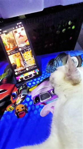 cat watching cat 🐱🐈