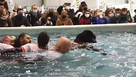 Quattrozampeinfiera #roma La star di oggi è Thor!! Terranova operativo SICS che, assieme ai suoi compagni raccoglie gli applausi del pubblico di Quattro Zampe in Fiera di Roma. Le attività divulgative invernali sono altrettanto importanti per educare adulti e bambini ai temi della sicurezza in mare e del rispetto degli animali e dell'ambiente. | SICS Scuola Italiana Cani Salvataggio-Tirreno