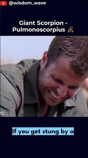 Pulmonoscorpius - The Ancient Scorpion With Lungs