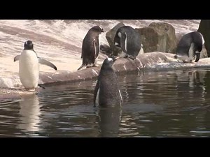 Student Resource - Penguins at Edinburgh Zoo