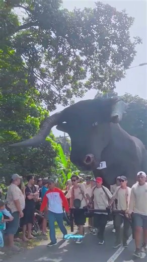 ogoh-ogoh banteng ireng rasaksa karnaval ngipik 2025 #shorts #karnaval #ogohogoh