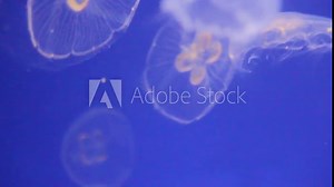 jellyfish moon jellyfish moon bioluminescence bio fluorescent under blue lights, Moon Jellyfish variety swims underwater aquarium background footage video stock clip
