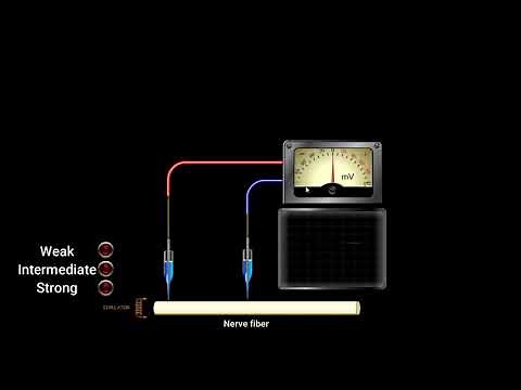 How to measure the Resting Potential?