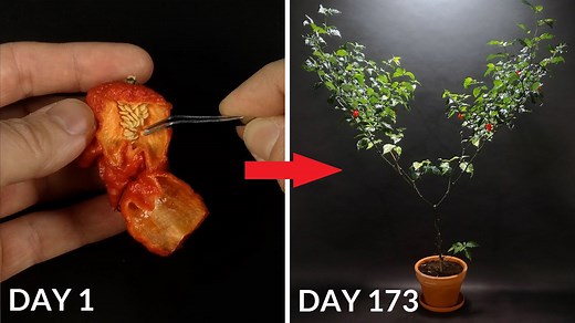 Carolina Reaper growth