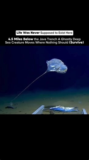 They Filmed This 4.5 Miles Down 😳🌊