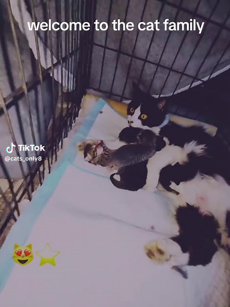 Cat Family Room Makeover with LED Lights