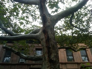 A Tree Bleeds in Brooklyn