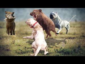 DOGO ARGENTINO ATACA JAVALI! VEJA