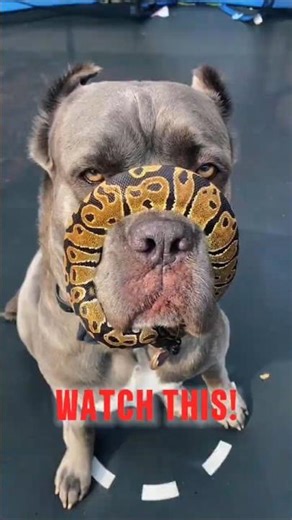 Thinking of Owning a Cane Corso Watch This First! #canecorso #canecorsodog #shorts