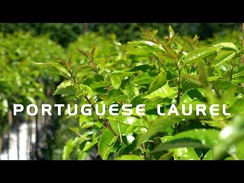 PRUNUS lusitanica _ Portugal Laurel Standard