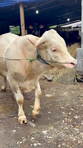 9.4K views · 90 reactions | Sapi warna unik #hewan #sapi #cow #bull | Revan Dolan Kandang | Facebook