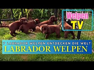 WELPEN-TV: 🐶❤️ 7 zuckersüße Welpen on Tour. 🐕 Labrador Welpen entdecken die Welt. #labradorwelpen
