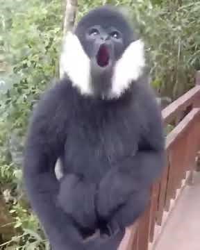 François' langur - monkey with sideburns - Natures Wonders