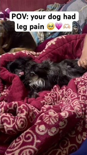 Taking care of our little Dora Baby 👶 #shortsfeed #trending #shorts #pets