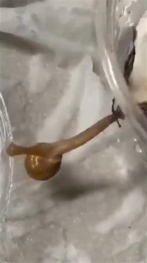 Snail