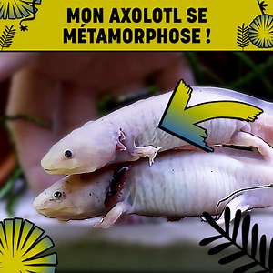 Je vous montre la MÉTAMORPHOSE de mon axolotl | Eublepharis