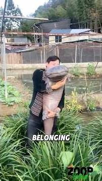 Most people don’t know this about the Chinese giant salamander #salamander