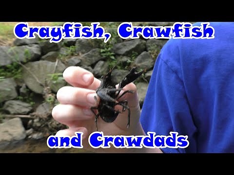 Crayfish, Crawfish and Crawdads