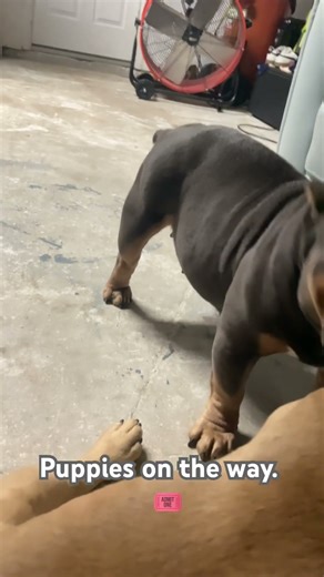 40 days pregnant micro bully #florida #bullybreed #microbully #puppies