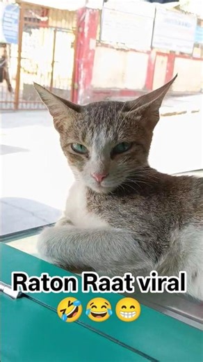 Raton Raat viral 🤣😂😁..#youtubeshorts #cat #laugher #trending #funny #viralvideo #shortvideo #viral