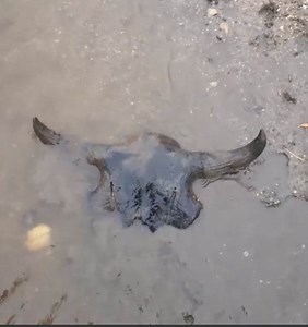 A bison skull cap found on Halloween 2020, the second of the day. Right around this bend were some people day drinking, they told me they'd been hunting bison skulls out there for 20 years. Not to toot my own horn, but in the past three years I've pulled at least 20 good caps and skulls off of this stretch plus who knows how many horn cores, and some way cool elk antlers. toot toot | Bison Bison Paleo Fossils