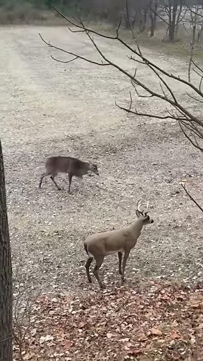 Deer Destroys Decoy || ViralHog