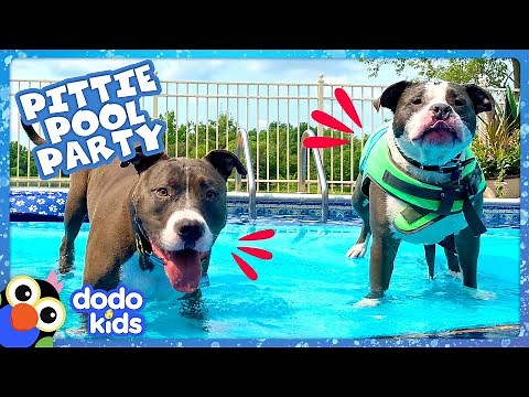 🎵🎶 IT’S A PITTIE POOL PARTY! MUSIC VIDEO 🎵🎶 | Dodo Kids | Music For Kids