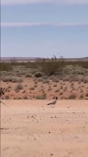 Real-Life Wile E. Coyote Chasing a Road Runner — Incredible Wildlife Footage! #shorts