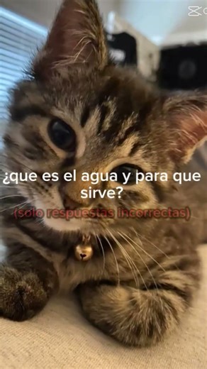 ¿que es? ¿para que sirve?
