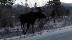 66K views · 3.5K reactions | "Cool Encounter On The Park Road Before Sunrise. Listen Toward The End For Another Moose Calling In The Distance." Video By Pat Costello/@southeast.alaska (IG) Love Alaska? Like Us! > I Love Alaska | The Alaska Frontier | Facebook