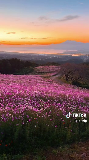 秋の楽園：白木峰高原のコスモス絶景