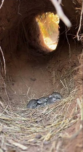 A Weasel Approaches the Baby Rabbits While Their Mom Is Away 🐰⚠️