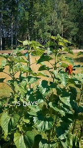 188K views · 3.3K reactions | Outdoor Sunflower https://boxlapse.info/ | Boxlapse | Facebook