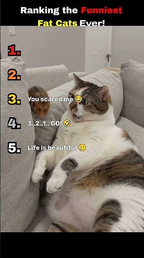 Ranking the Funniest Fat Cats Ever!🐱😂 #ranking #funny #top10 #viral #animals