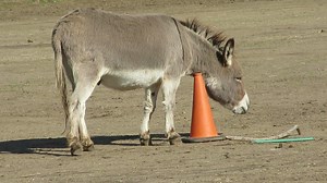 1.3K views · 87 reactions | The Donkey's Toy Box is empty. We are...