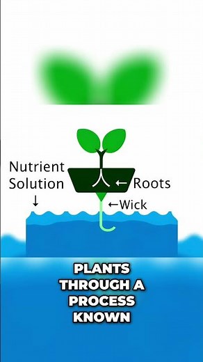 Unlocking the Wick System: Exploring Hydroponics Simplicity