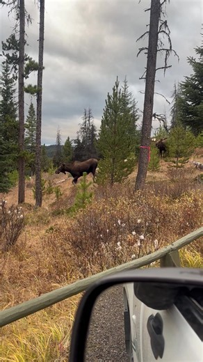 Moose at a Lake: Rut Behavior and Wildlife Sighting