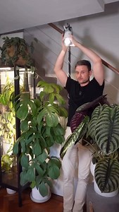 Two things that really make a difference: using the tilt feature & adjustable lens, the Gathera sun bulb provides great flexibility.🌿 Credit @sydneyplantguy 🌿 🚦Your next obsession? 👀 Find it in my Amazon Storefront (link in bio!). Shop Here! ⬆️ | ᑭlantamaven