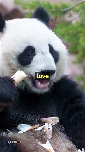 All About Red Pandas: Amazing Facts and Adventures